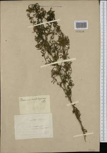 Achillea salicifolia subsp. salicifolia, Сибирь, Алтай и Саяны (S2) (Россия)