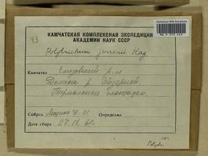 Polytrichum jensenii I. Hagen, Гербарий мохообразных, Мхи - Чукотка и Камчатка (B21) (Россия)