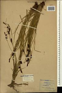 Осока черноколосая M.Bieb. ex Willd., Кавказ, Краснодарский край и Адыгея (K1a) (Россия)