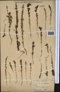 Сведа странная (Bunge) Bunge, Средняя Азия и Казахстан, Муюнкумы, Прибалхашье и Бетпак-Дала (M9) (Казахстан)