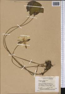 Nymphaea odorata Sol. ex Aiton, Америка (AMER) (Канада)