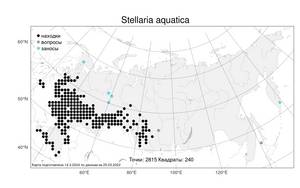 Stellaria aquatica (L.) Scop., Атлас флоры России (FLORUS) (Россия)