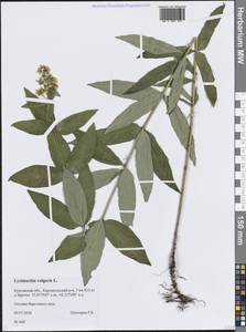 Вербейник обыкновенный L., Сибирь, Западная Сибирь (S1) (Россия)