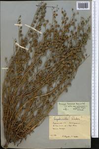 Paracaryum turcomanicum Bornm. & Sint., Средняя Азия и Казахстан, Копетдаг, Бадхыз, Малый и Большой Балхан (M1) (Туркмения)