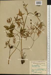 Cenolophium fischeri (Spreng.) W.D.J.Koch, Восточная Европа, Северный район (E1) (Россия)