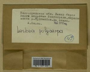 Leskea polycarpa Hedw., Гербарий мохообразных, Мхи - Нижний Дон и Нижняя Волга (B11) (Россия)