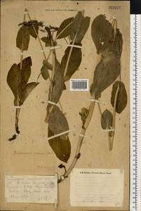 Володушка длиннолистная L., Восточная Европа, Восточный район (E10) (Россия)