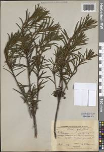 Рододендрон войлочный (Stokes) Harmaja, Восточная Европа, Центральный лесной район (E5) (Россия)