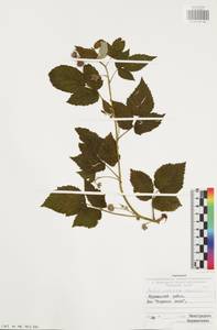 Малина обыкновенная L., Восточная Европа, Центральный район (E4) (Россия)