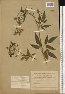 Сныть обыкновенная L., Восточная Европа, Северо-Западный район (E2) (Россия)