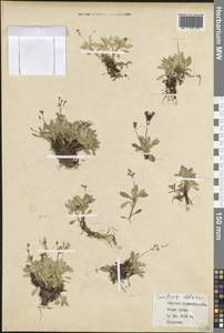 Micranthes stellaris subsp. stellaris, Восточная Европа, Северный район (E1) (Россия)