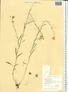 Колокольчик круглолистный L., Восточная Европа, Центральный район (E4) (Россия)