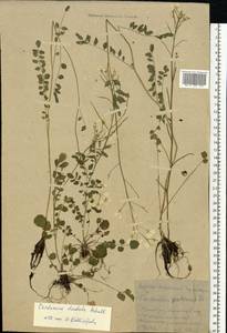 Cardamine pratensis subsp. dentata (Schult.) Čelak., Восточная Европа, Московская область и Москва (E4a) (Россия)