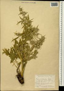 Eryngium billardierei F. Delaroche, Зарубежная Азия (ASIA) (Турция)