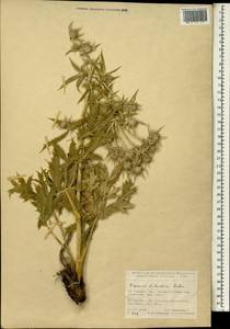 Eryngium billardierei F.Delaroche, Зарубежная Азия (ASIA) (Турция)