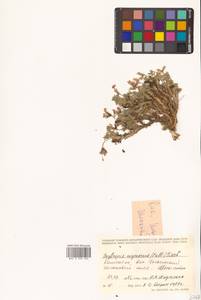 Остролодочник чернеющий (Pall.) Fisch. ex DC., Сибирь, Чукотка и Камчатка (S7) (Россия)