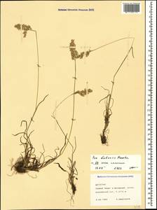 Мятлик баденский Haenke ex Willd., Кавказ, Дагестан (K2) (Россия)