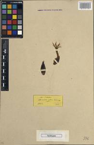 Colchicum atticum Spruner ex Tommas., Западная Европа (EUR) (Греция)