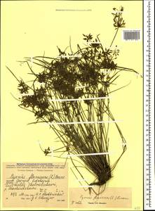 Cyperus flavescens L., Кавказ, Грузия (K4) (Грузия)