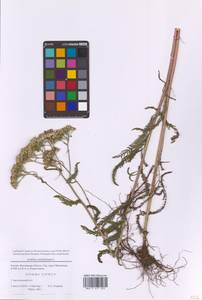 Тысячелистник обыкновенный L., Восточная Европа, Московская область и Москва (E4a) (Россия)