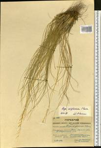 Ковыль киргизский P.A.Smirn., Сибирь, Западный (Казахстанский) Алтай (S2a) (Казахстан)