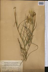 Tragopogon pseudomajor Nikitin, Средняя Азия и Казахстан, Муюнкумы, Прибалхашье и Бетпак-Дала (M9) (Казахстан)