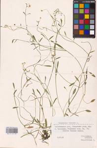 Лютик жгучий, Прыщинец L., Восточная Европа, Средневолжский район (E8) (Россия)