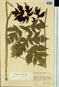 Борщевик рассеченный Ledeb., Сибирь, Дальний Восток (S6) (Россия)