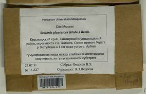 Saelania glaucescens (Hedw.) Broth., Гербарий мохообразных, Мхи - Красноярский край, Тыва и Хакасия (B17) (Россия)
