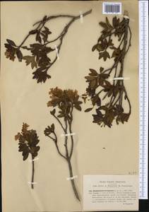 Rhododendron ferrugineum L., Западная Европа (EUR) (Италия)