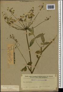 Борщевик пастернаколистный K.Koch, Кавказ, Азербайджан (K6) (Азербайджан)