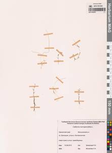 Болотник обоеполый L., Сибирь, Чукотка и Камчатка (S7) (Россия)