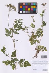 Бутень опьяняющий L., Восточная Европа, Московская область и Москва (E4a) (Россия)