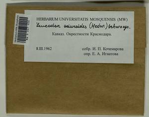 Leskea polycarpa Hedw., Гербарий мохообразных, Мхи - Северный Кавказ и Предкавказье (B12) (Россия)