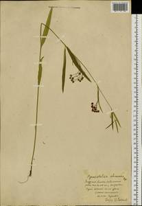 Vincetoxicum changqinianum P. T. Li, Сибирь, Дальний Восток (S6) (Россия)