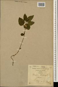 Alkekengi officinarum Moench, Кавказ, Грузия (K4) (Грузия)