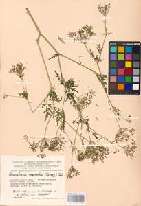 Гирчовник татарский Hoffm., Восточная Европа, Московская область и Москва (E4a) (Россия)