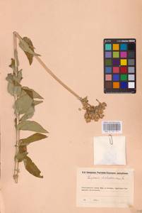 Смолевка халцедоновая, Зорька (L.) E.H.L.Krause, Восточная Европа, Восточный район (E10) (Россия)