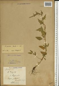 Лебеда лежачая, Лебеда простертая DC., Восточная Европа, Восточный район (E10) (Россия)