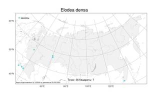 Elodea densa, Элодея густая (Planch.) Casp., Атлас флоры России (FLORUS) (Россия)