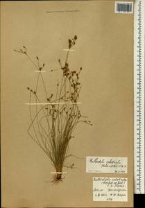 Bulbostylis coleotricha (Hochst. ex A.Rich.) C.B.Clarke, Африка (AFR) (Мали)