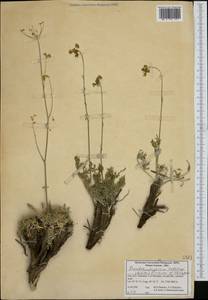 Псевдотрахидиум Кочи (Boiss.) Pimenov & Kljuykov, Зарубежная Азия (ASIA) (Иран)