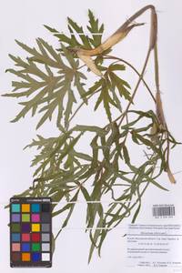 Heracleum sphondylium subsp. sibiricum (L.) Simonk., Восточная Европа, Московская область и Москва (E4a) (Россия)