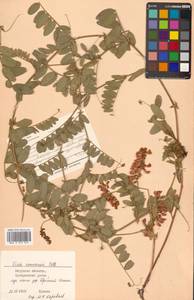 Горошек амурский Oett., Сибирь, Дальний Восток (S6) (Россия)