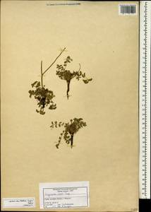 Черноголовник многобрачный (Waldst. & Kit.) Asch. & Graebn., Зарубежная Азия (ASIA) (Сирия)