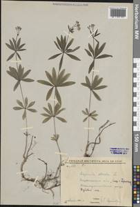 Подмаренник душистый (L.) Scop., Восточная Европа, Центральный лесостепной район (E6) (Россия)