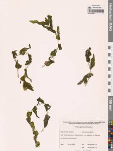 Рдест пронзеннолистный, Рдест стеблеобъемлющий L., Сибирь, Чукотка и Камчатка (S7) (Россия)