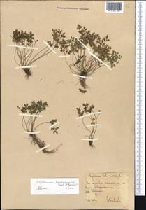 Asplenium lepidum subsp. haussknechtii (Godet & Reuter) Brownsey, Средняя Азия и Казахстан, Западный Тянь-Шань и Каратау (M3) (Узбекистан)
