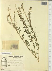 Crotalaria trifoliastrum Willd., Австралия и Океания (AUSTR) (Австралия)