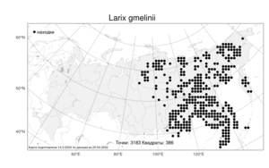 Larix gmelinii, Лиственница даурская (Rupr.) Kuzen., Атлас флоры России (FLORUS) (Россия)